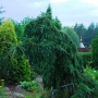 Eglė serbinė (Picea omorika) 'Pendula'